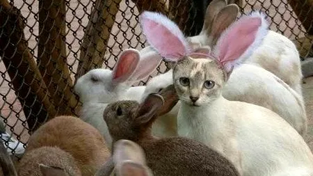 MESAJE DE PAȘTE. Trimite cele mai amuzante felicitări și urări prin SMS DE PAȘTE