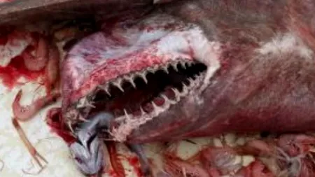 Captura inedită făcută de un grup de pescari. „Nu am avut curajul să ne apropiem prea mult