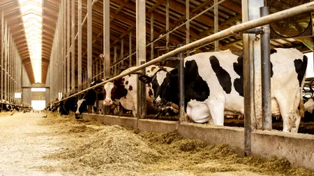Subvenții noi pentru crescătorii de bovine și porcine. Ce măsuri au fost votate în Parlament