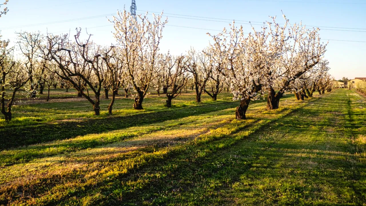 Cu ce să stropești POMII când le dau mugurii. Așa vei uita de dăunători și îi vei ajuta să rodească mai mult ca niciodată