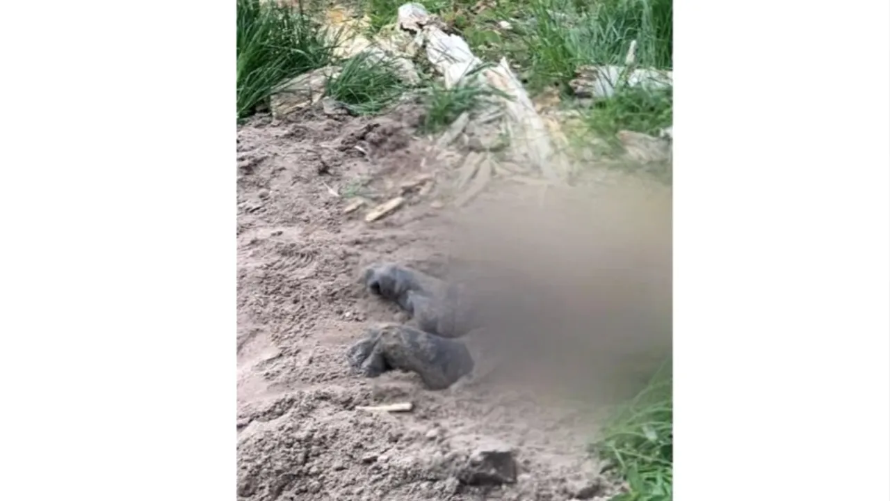 Trupul neînsuflețit al unui ucrainean omorât în bătaie, descoperit într-o pădure de lângă Kiev după retragerea rușilor