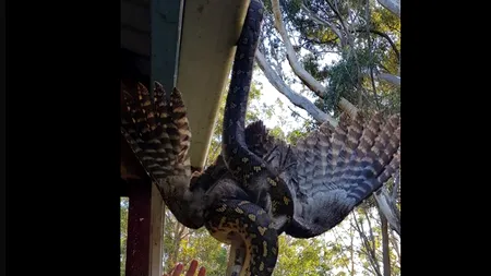 Își savura cafeaua, dar a văzut o scenă terifiantă. Un șarpe devora o bufniță chiar la fereastra casei sale -VIDEO