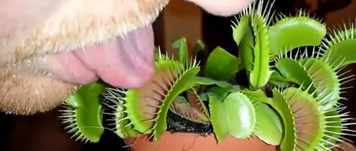 Un bărbat și-a băgat limba într-o plantă carnivoră. Ce s-a întâmplat după numai câteva secunde