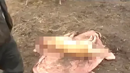 Imagini îngrozitoare din Vaslui: Un câine a fost spânzurat, iar urechile i-au fost tăiate. Reacția unui polițist: Ce atâta tam-tam pentru o javră? VIDEO