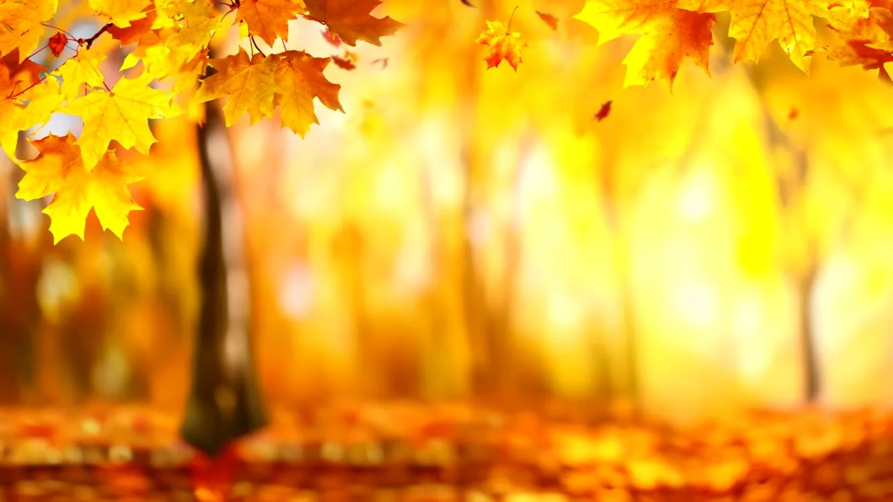 Prognoza meteo pe luna noiembrie. Toamnă târzie și temperaturi peste cele normale