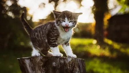ULUITOR. Frica de COVID-19 îi face pe oameni să își abandoneze animalele de companie