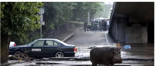Directorul grădinii zoologice din Tbilisi cere autorităților să nu ucidă animalele găsite pe străzi
