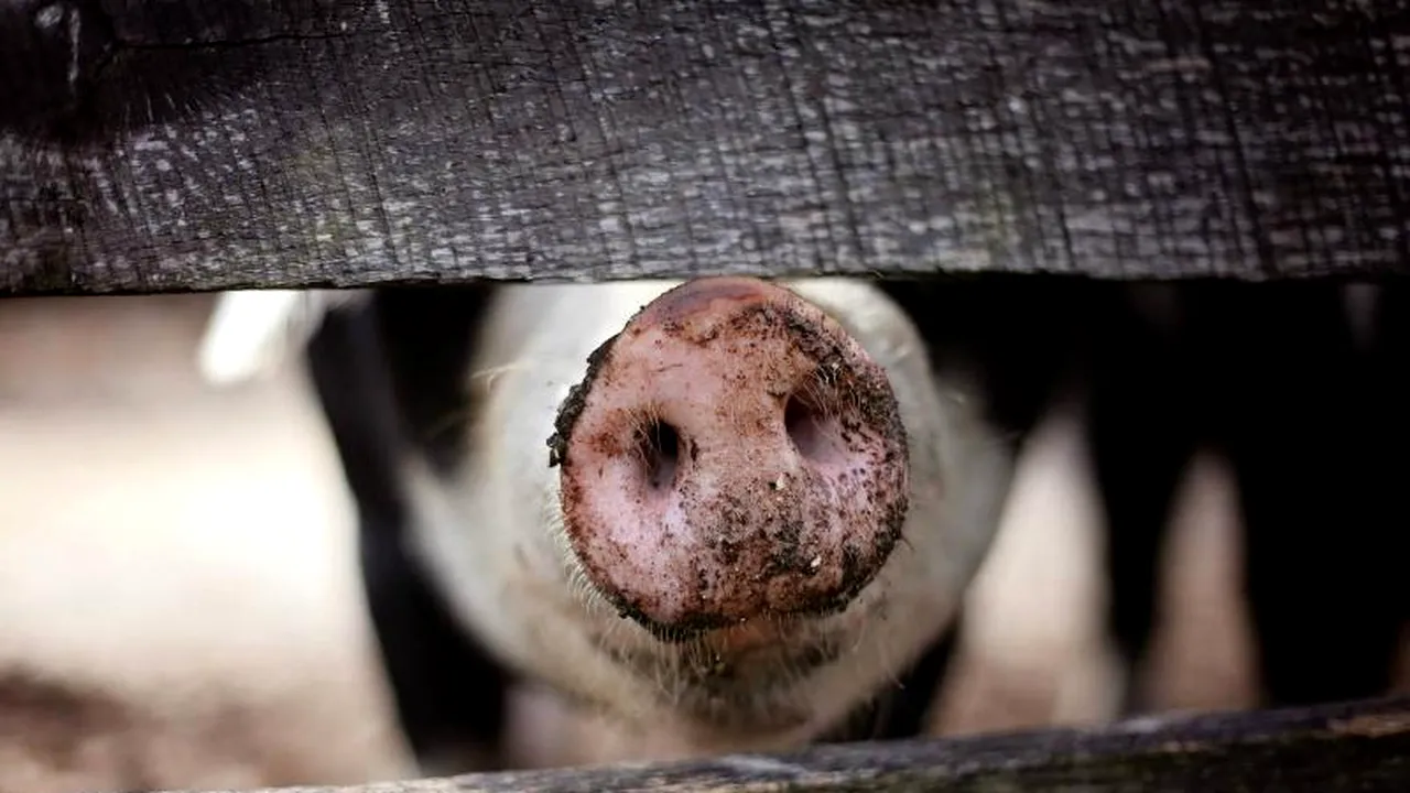 Organizația Mondială pentru Sănatate Animală va trimite o nouă misiune de audit în România