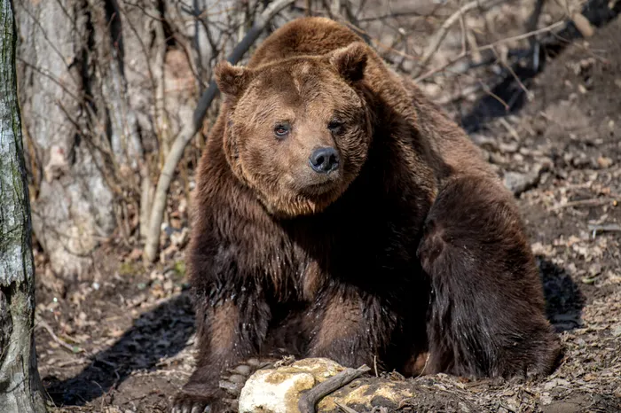 Urși văzuți în Azuga și Plopeni, autoritățile au emis mesaje RO-ALERT!