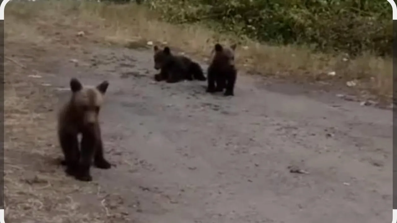 Soarta celor trei pui ai URSOAICEI împușcate rămâne incertă: 