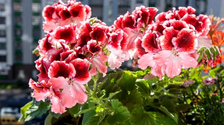 Unde să pui mușcatele pentru o înflorire spectaculoasă. Trucul celor mai iscusiți florari