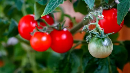 Tot ce trebuie să știi despre ROȘII. Câte calorii conțin și ce efecte secundare au