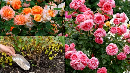 Ingredientul natural pe care să-l pui la rădăcina trandafirilor pentru o înflorire bogată. Se găsește în majoritatea gospodăriilor