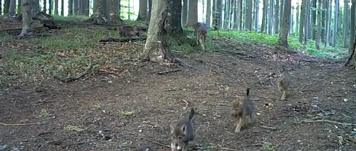 VIDEO | „Grupa mică în acțiune”. Imagini foarte rare cu șase pui de lup, la plimbare cu părinții, în Parcul Național Semenic