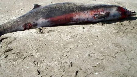 Cele mai rare mamifere acvatice, DESCOPERITE în Noua Zeelandă. 