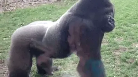 Scene de groază la o grădină zoologică din SUA. Ce s-a întâmplat la câteva secunde după ce a fost realizată această fotografie