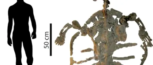 A fost descoperită cea mai veche fosilă a unei țestoase. Cercetătorilor nu le-a venit să creadă din ce perioadă provine