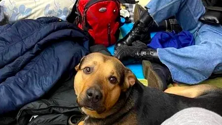 Imagini emoționante cu animalele de companie din Ucraina alături de stăpânii lor, care le-au luat cu ei în adăposturile de bombe