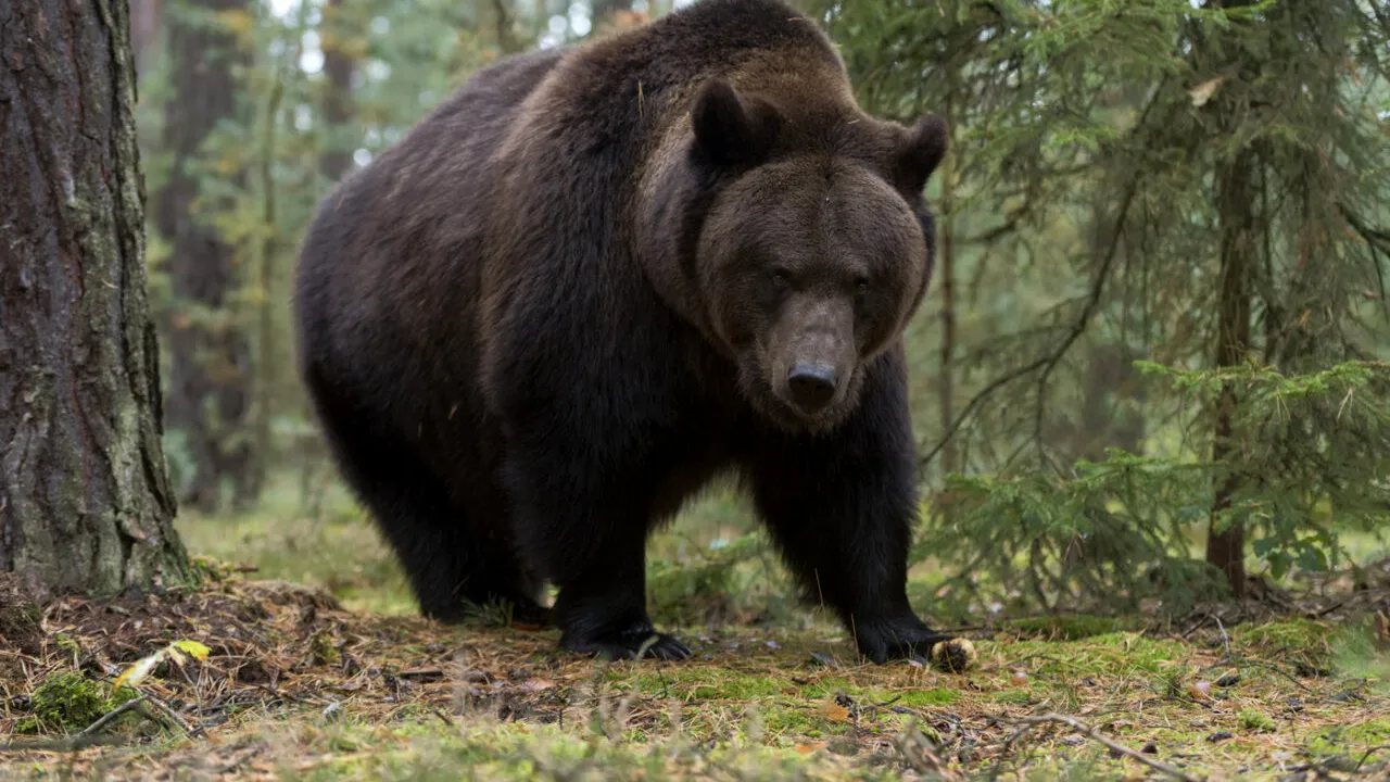 Fenomenul „turismului la URS” în Poiana Brașov. Momeală pusă intenționat pentru a atrage fiarele sălbatice în zonele frecventate de turiști