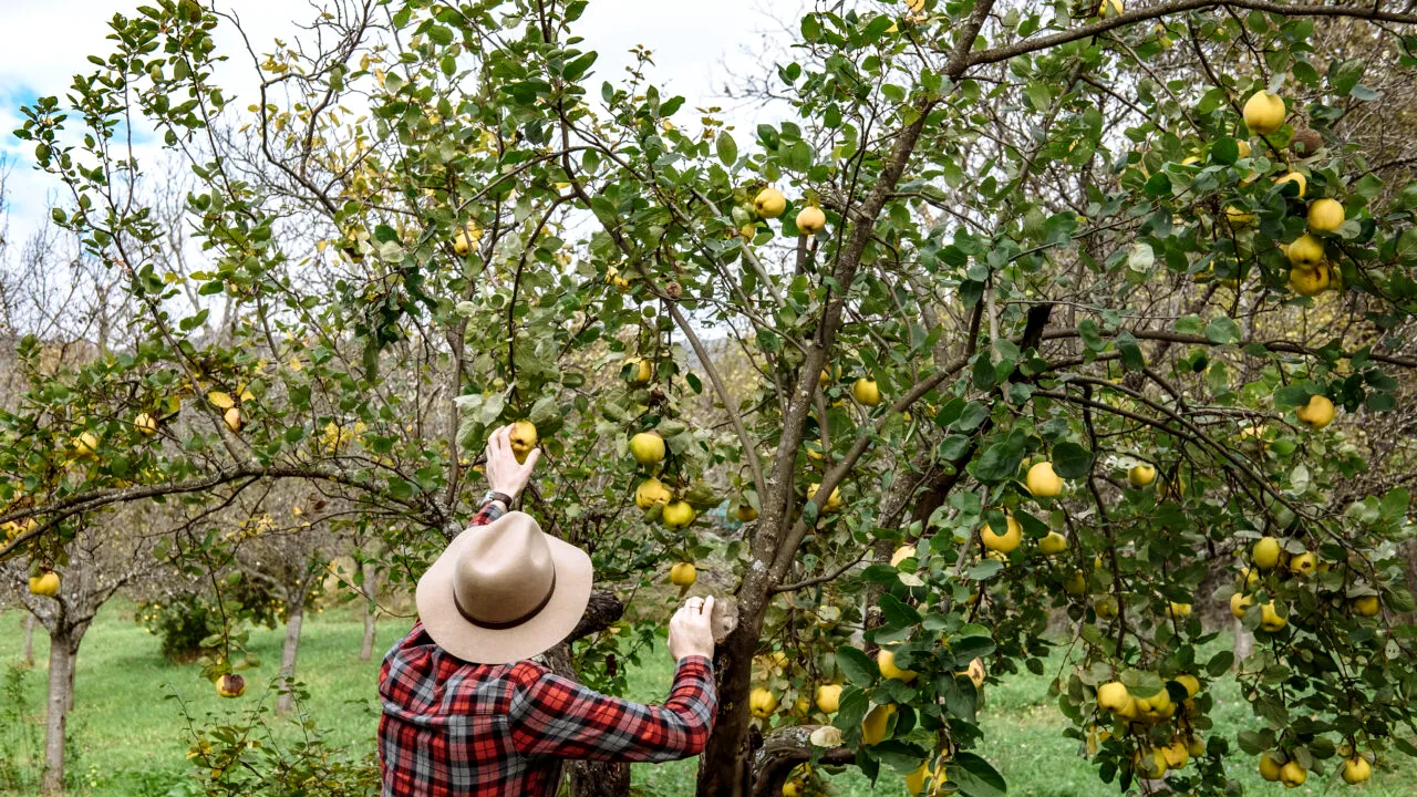 Un muncitor român a murit în Spania, la cules de fructe. I s-a făcut rău, după ce a lucrat la 41 de grade Celsius