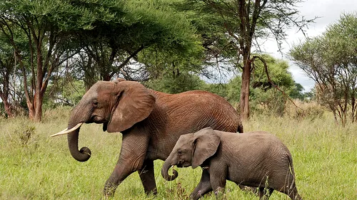 Acestea sunt tehnologiile moderne folosite pentru protejarea elefanților din Africa