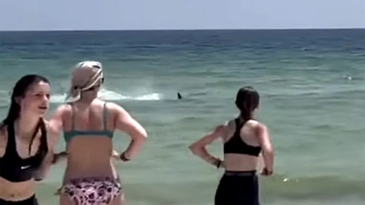 Teroare într-o celebră stațiune, frecventată de mulți turiști români. Un RECHIN a fost filmat foarte aproape de mal