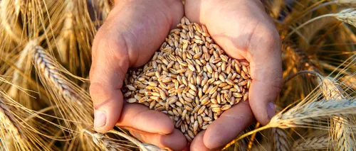 PERSPECTIVE. Previziuni negative în ceea ce privește recoltele de grâu europene din acest an
