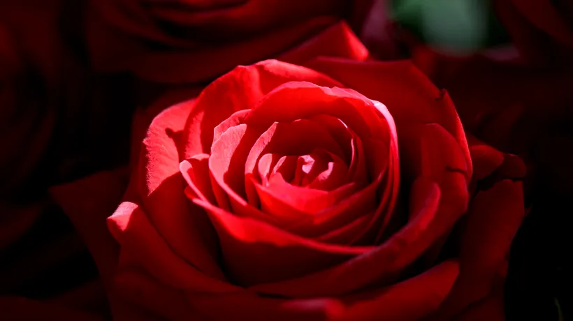 Cel mai scump cadou de 8 Martie! Câți lei costă un „buchet” cu 1.001 trandafiri roșii în București, de Ziua Femeii