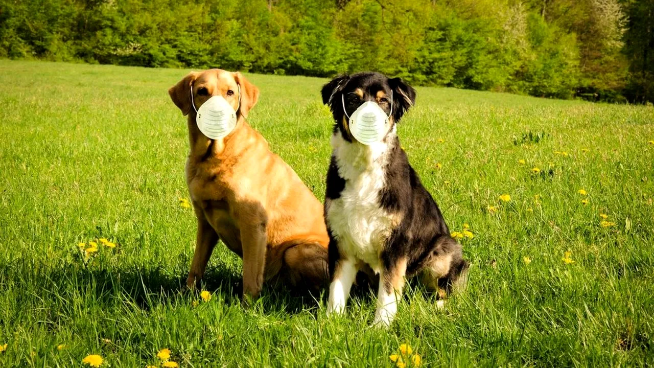 Câini dresați să detecteze Covid-19 cu o precizie de 94%!