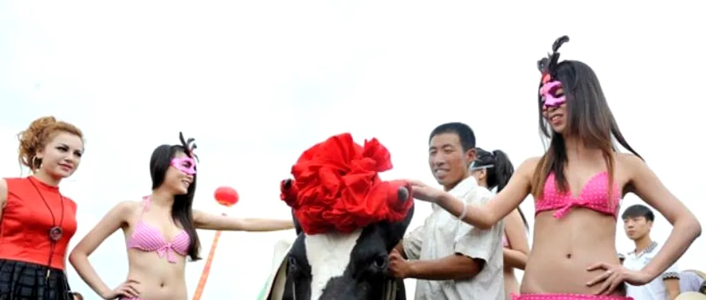 China a organizat primul concurs de frumusețe pentru vaci