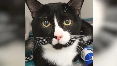 O pisică a supraviețuit după ce a trecut printr-un program de 35 de minute în mașina de spălat - VIDEO