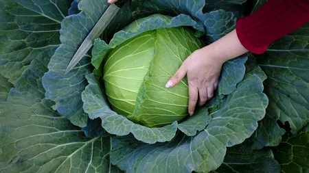 De ce s-a scumpit varza românească în toamna lui 2025. Preț mare, profit mic pentru producători