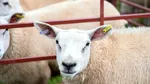 Variola ovină se extinde de la o stână la alta. Sute de oi, sacrificate într-o singură fermă