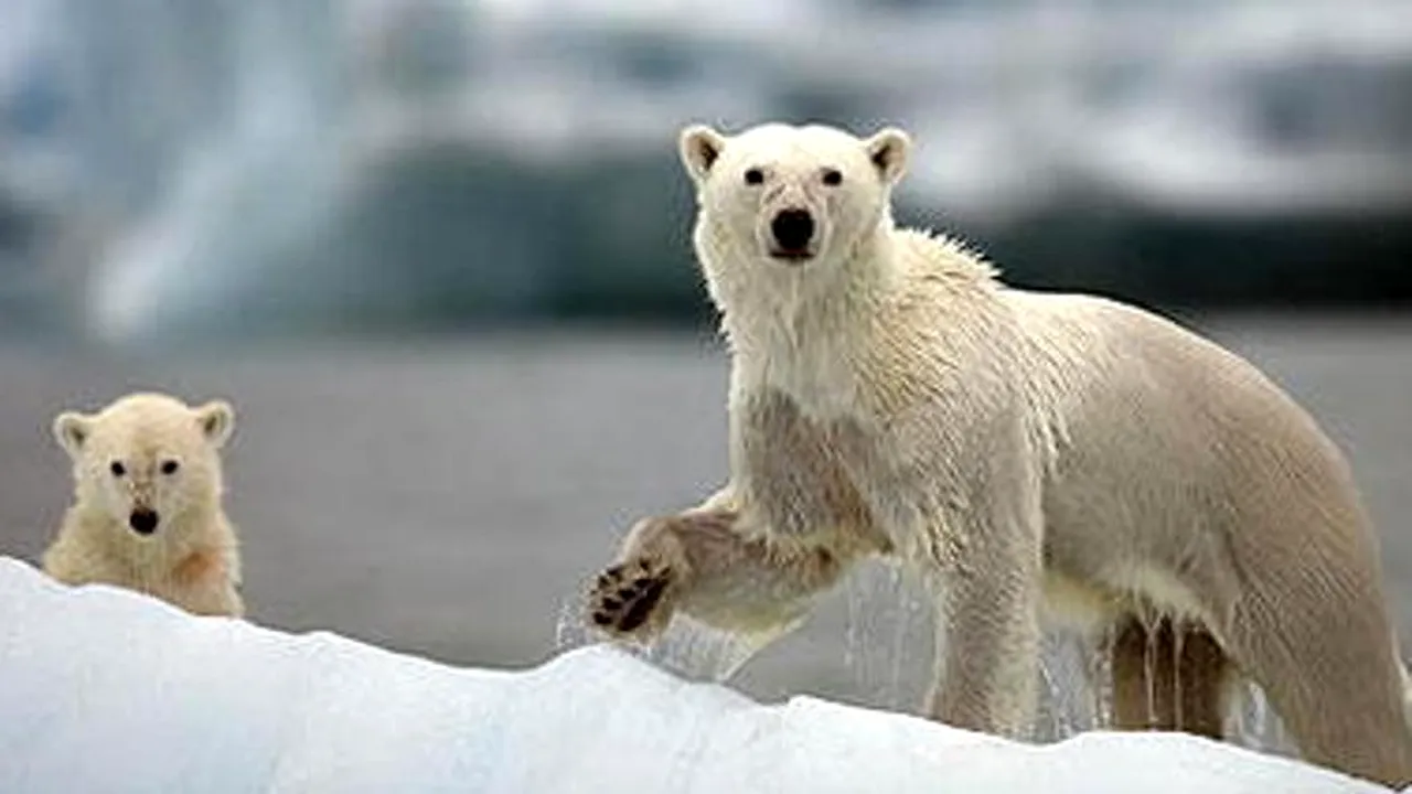 Documentarele despre animale produse de BBC sunt 