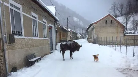Fotografia zilei. Un zimbru, liber pe ulițele unui sat din Caraș-Severin