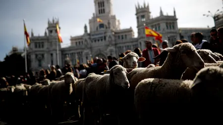 Sute de oi AU BLOCAT TRAFICUL în Madrid. TRADIȚIA pe care capitala Spaniei NU O UITĂ