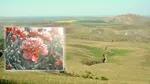 Locul din România supranumit „țara bujorilor înfloriți”. Aici se află rezervația naturală pe care puțini turiști o cunosc