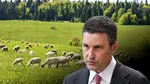 Crescătorii de animale din sectorul ovin ar putea primi până la 50.000 de euro pentru investiții în biosecuritate