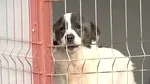 Autoritățile atrag atenția! Și ANIMALELE fără stăpân suferă de frig. Cum putem ajuta câinii din adăposturi care îndură temperaturile scăzute