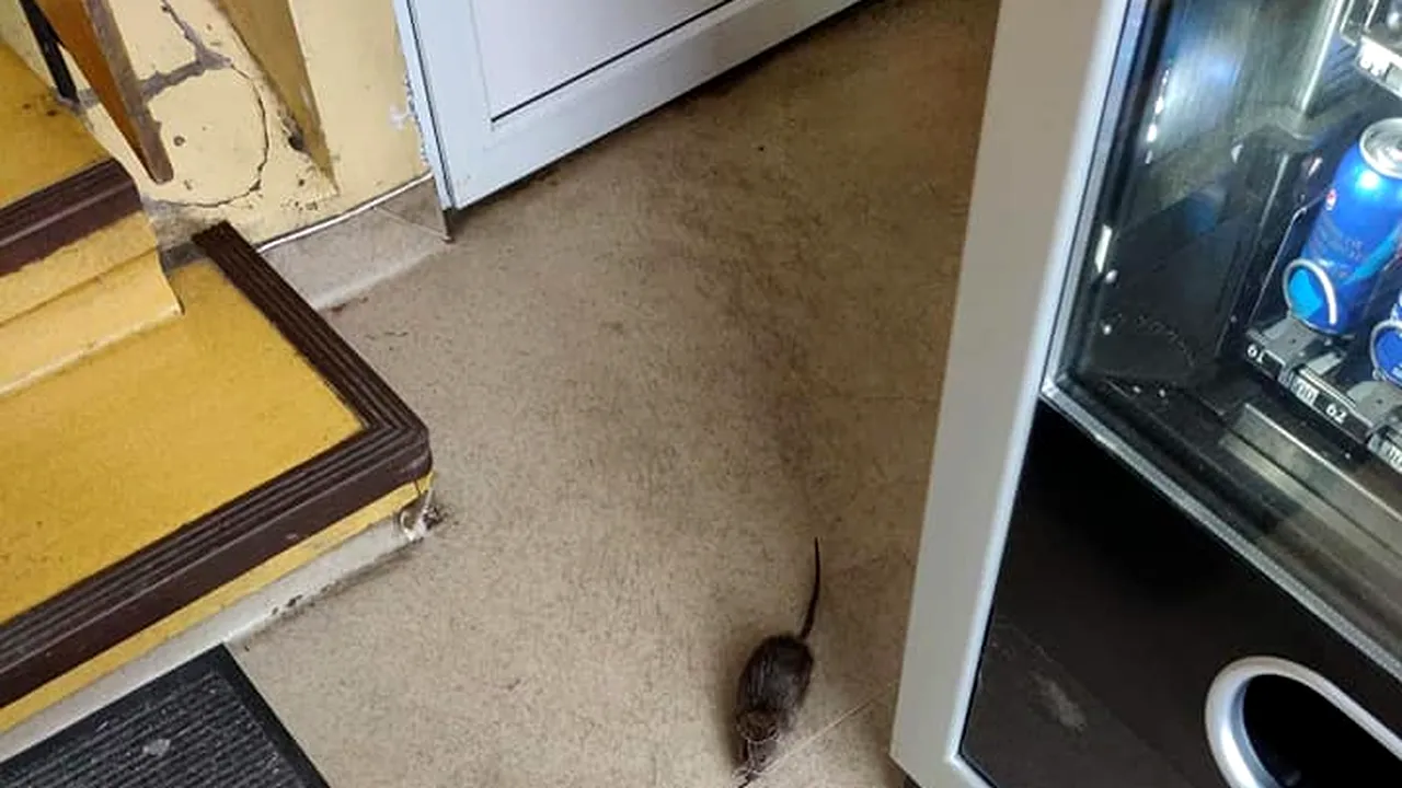 IMAGINI REVOLTĂTOARE: „Șobolanul Dominic și ploșnițe în vizită la Spitalul de Copii din Cluj-Napoca”