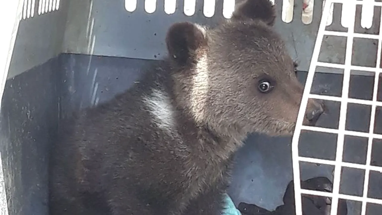 Un pui de urs, hăituit de câini, a fost salvat de autorități