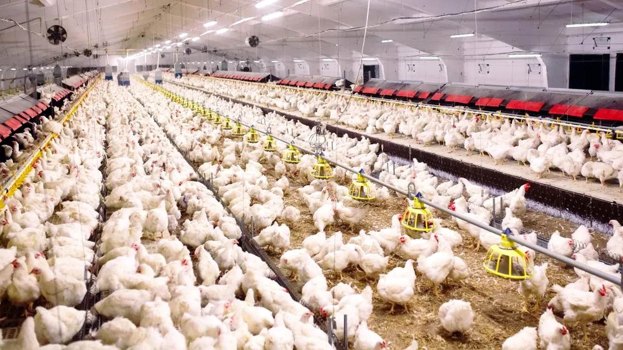 Focare de gripă aviară la mai multe ferme din Olanda și Germania. Sute de mii de păsări vor fi sacrificate