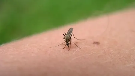 Au murit cei doi pacienți din Brăila infectați cu virusul West Nile