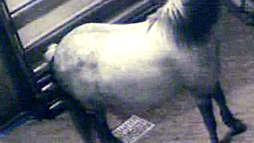 Fotografie terifiantă dintr-un abator din Marea Britanie. Un ponei, surprins cu câteva secunde înainte de moarte. FOTO