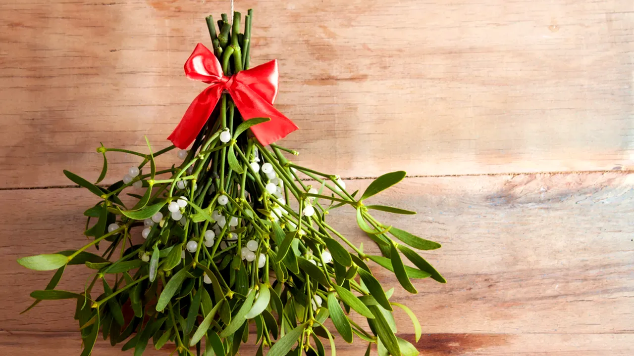 Tradiția sărutului sub VÂSC. Unde trebuie pusă planta pentru a avea noroc în dragoste în 2024