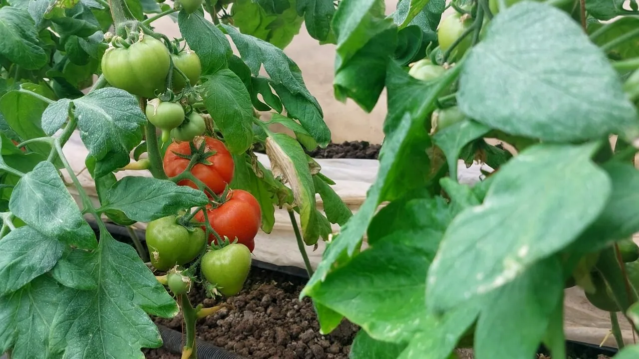 Roșii mai puține și mai scumpe. La Izbiceni PREȚUL de la producător e 50 de lei pe kilogram