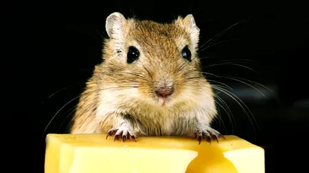 Șobolani, supuși unor teste de șoferie. Cum s-au descurcat răzătoarele | VIDEO