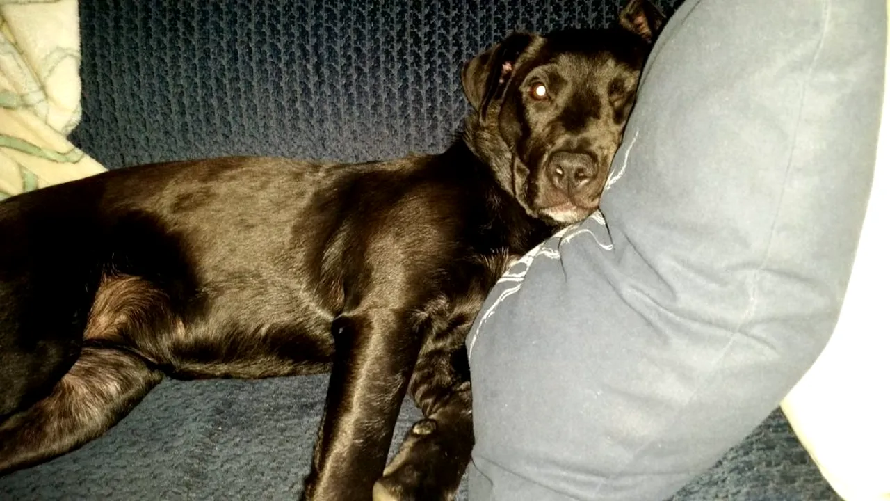 O femeie și-a înecat câinele în cadă pentru că lătra prea mult