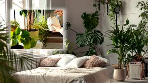 Ce plante poți ține în dormitor, chiar și atunci când dormi. Una dintre ele este renumită pentru proprietățile sale vindecătoare