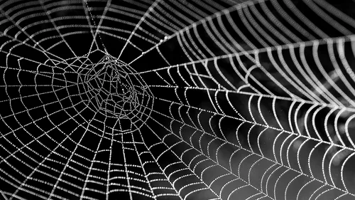 Oamenii de știință au transformat pânzele de păianjen în muzică (VIDEO)